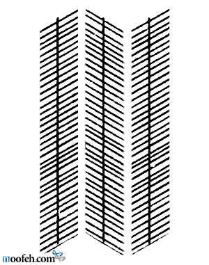 کژانگاشت زولنر