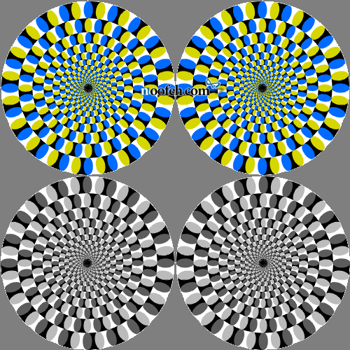 کژانگاشت مار چنبره با پس زمینه ی خاکستری