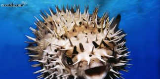 چرا ماهی بادکنک دارد؟ ماهی بادکنکی