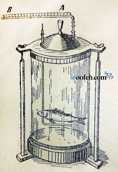 آزمایشی برای دریافتن نقش بادکنک در بدن ماهی