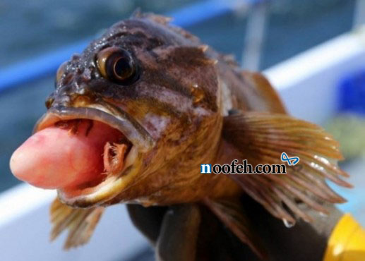 بادکنک از دهان ماهی بیرون زده است.