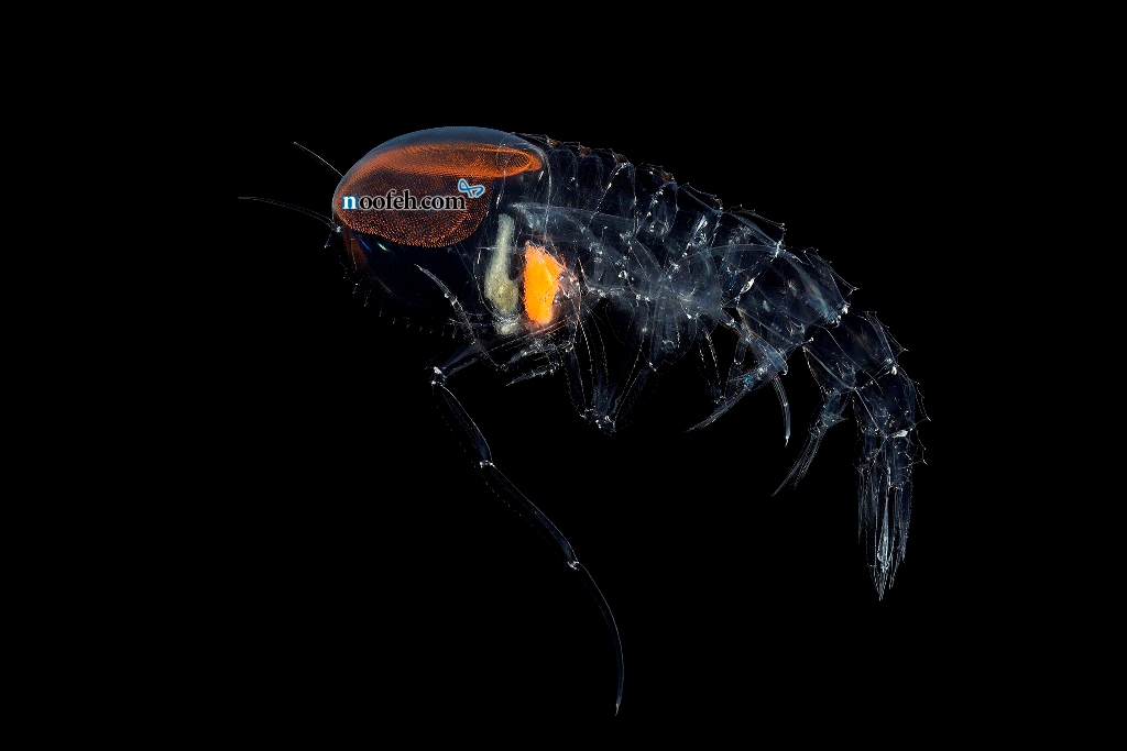 موجود زنده ی شفاف