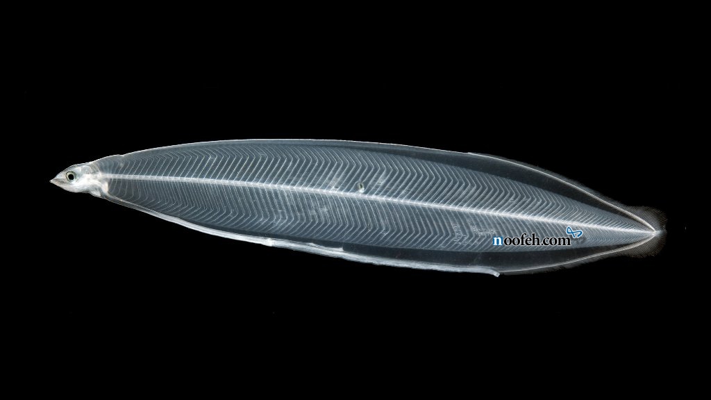 موجود زنده ی شفاف