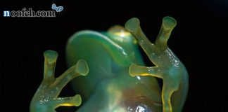 نمونه های شفاف نمونه ی شفاف شده ی قورباغه