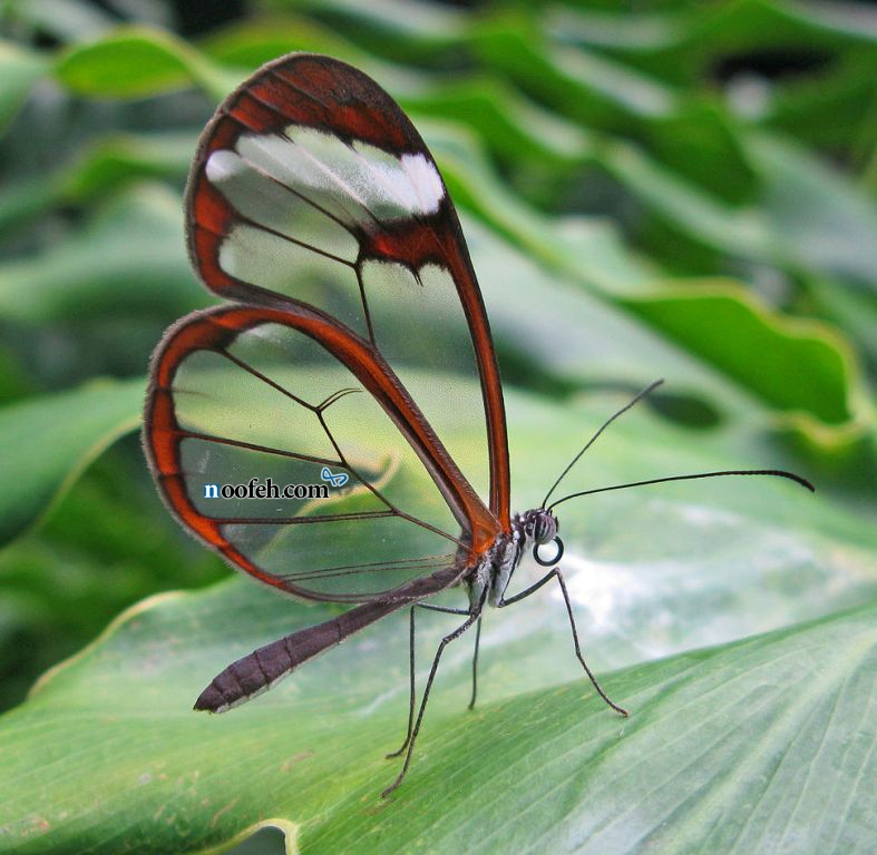 موجود زنده ی شفاف