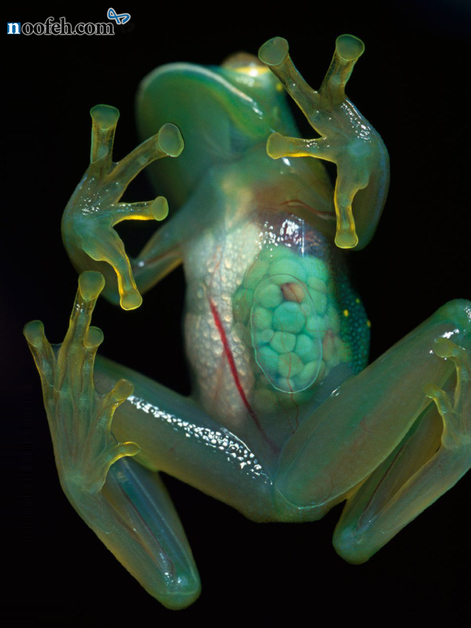 trac noofeh نمونه ی شفاف شده ی قورباغه