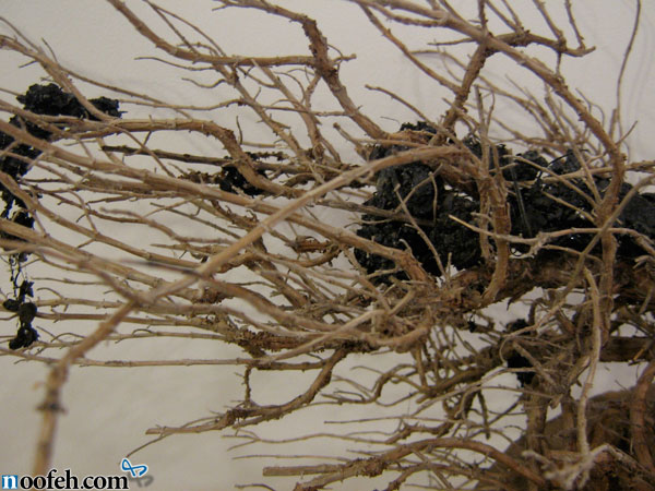 گرافیت در میان ریشه های درخت