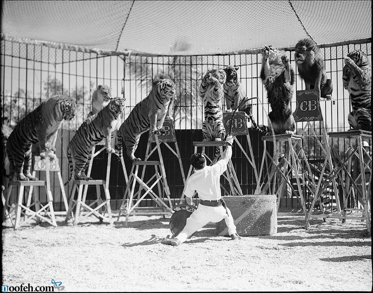کلاید بی تی در حال تمرین با شیرها و ببرها