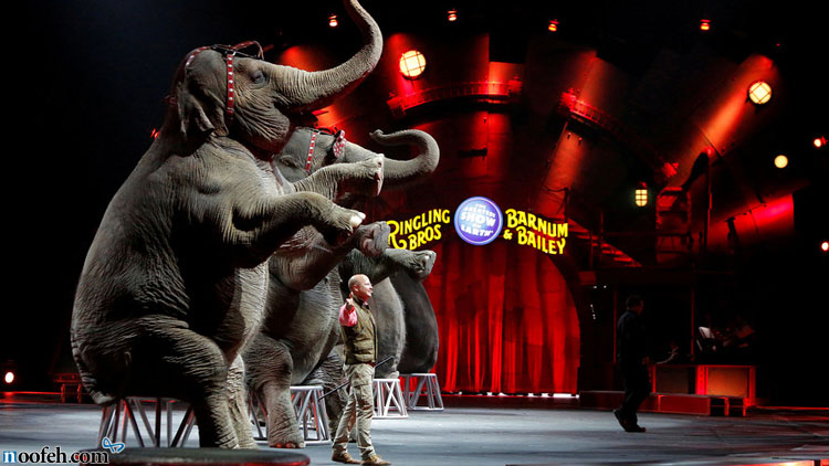 فیل ها در سیرک برادران رینگ لینگ و بارنام و بیلی