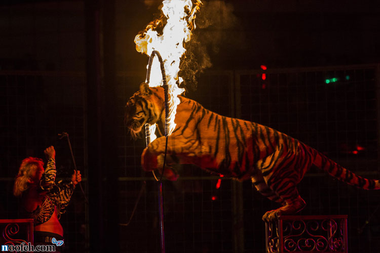 پریدن ببر از داخل حلقه ی آتش