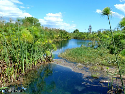 مقدار زیادی گیاه پاپیروس در طول رودخانه نیل رشد می کند.