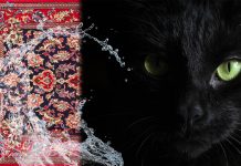 قالیشویی | از خرافه و باور تا رسم و سنت قالیشویی و خرافه ها و عقاید